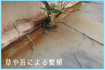 屋上防水　草　苔　コケ　繁殖　原因　屋上防水